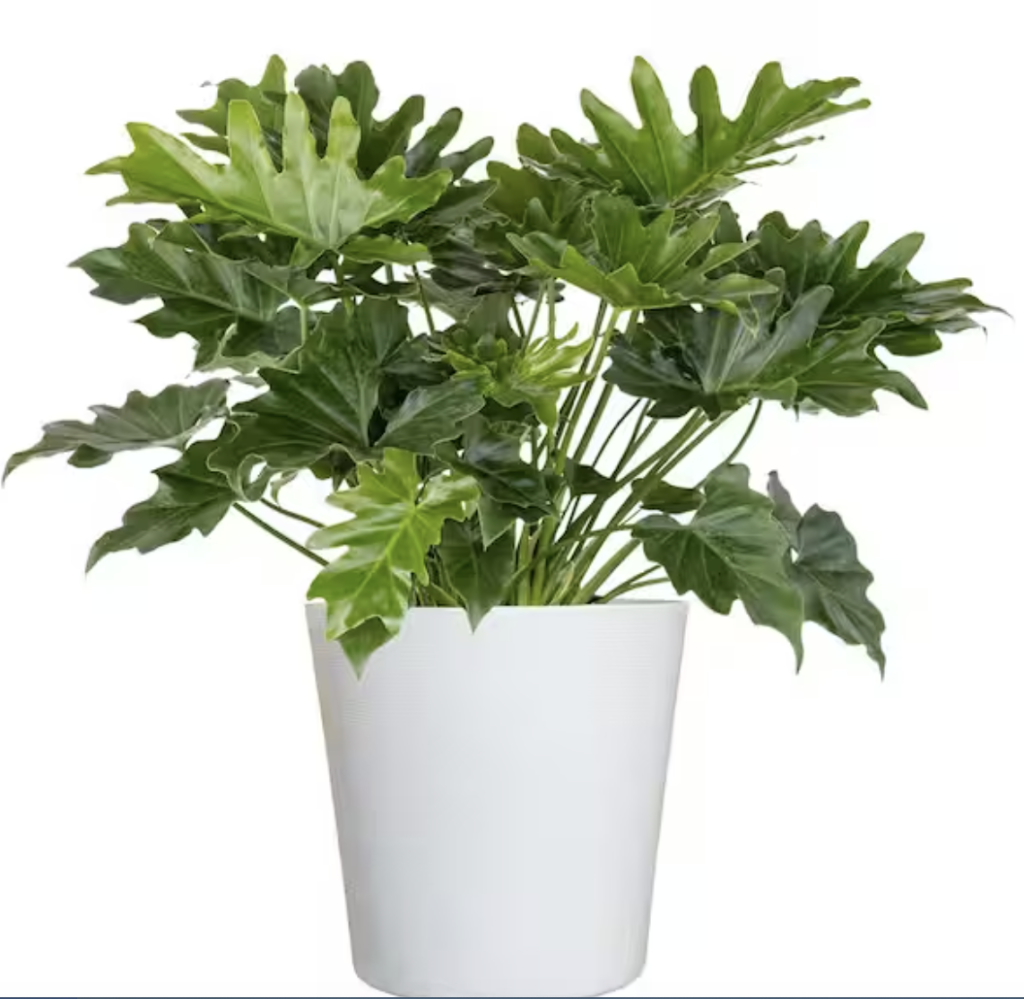 Easy-care houseplants, Philodendron Selloum
